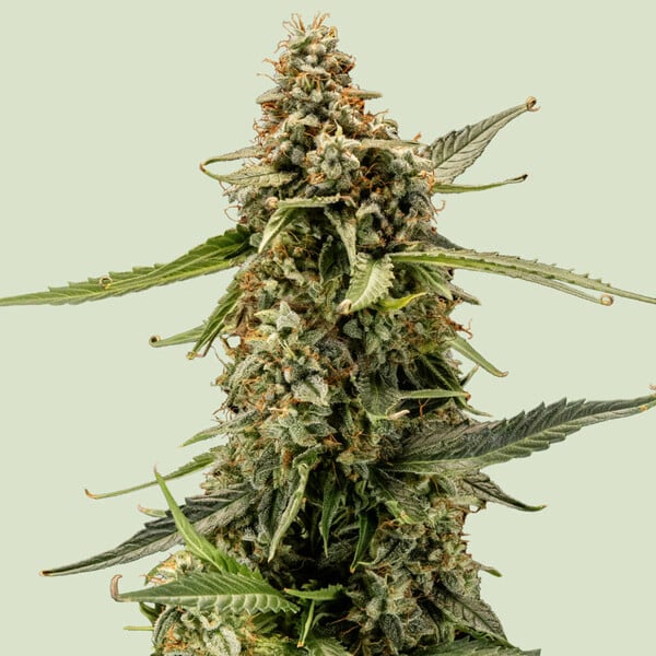 titan-f1_semenacannabis_cz